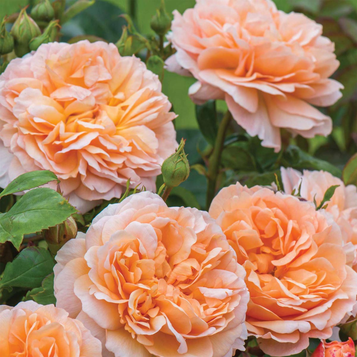 Rosa 'The Lady Gardener'