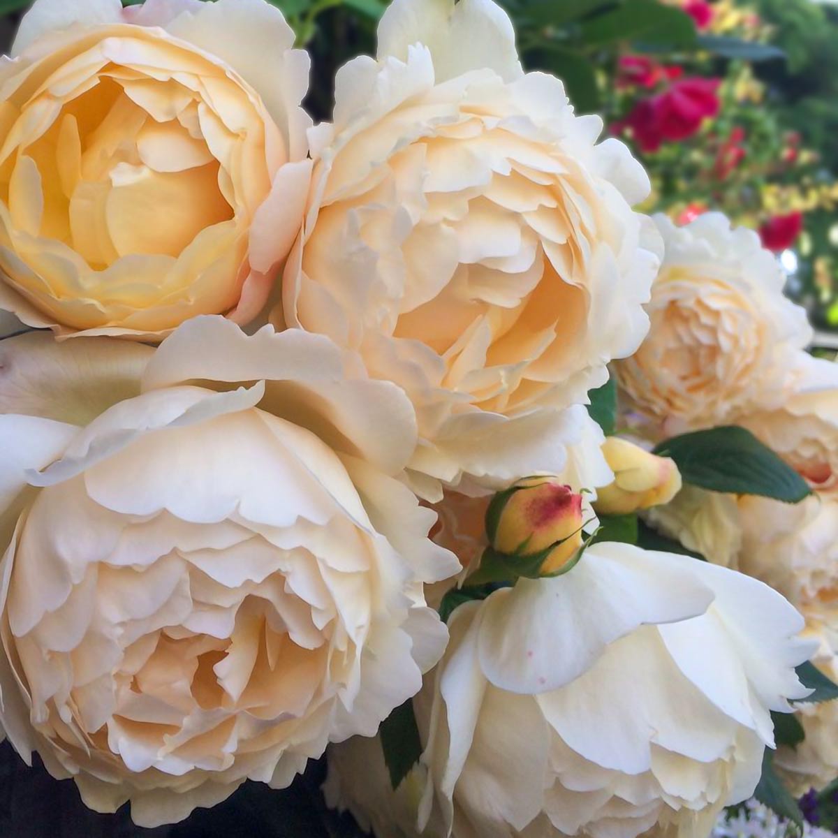Rosa 'Wollerton Old Hall'