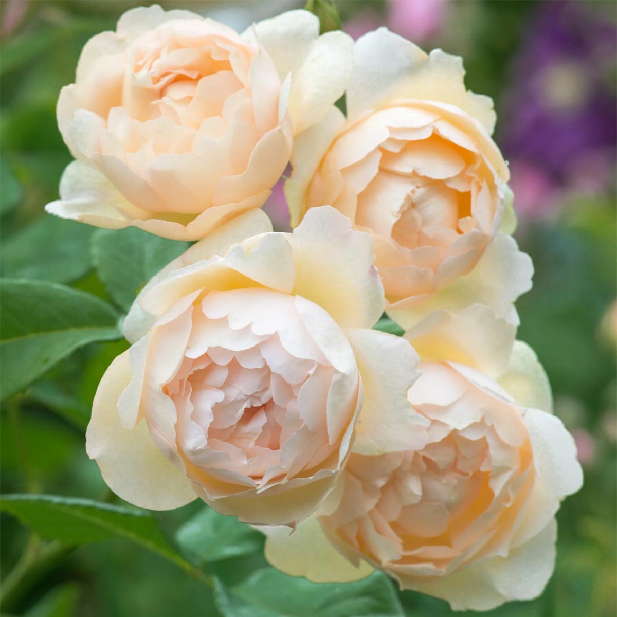 Rosa 'Wollerton Old Hall'