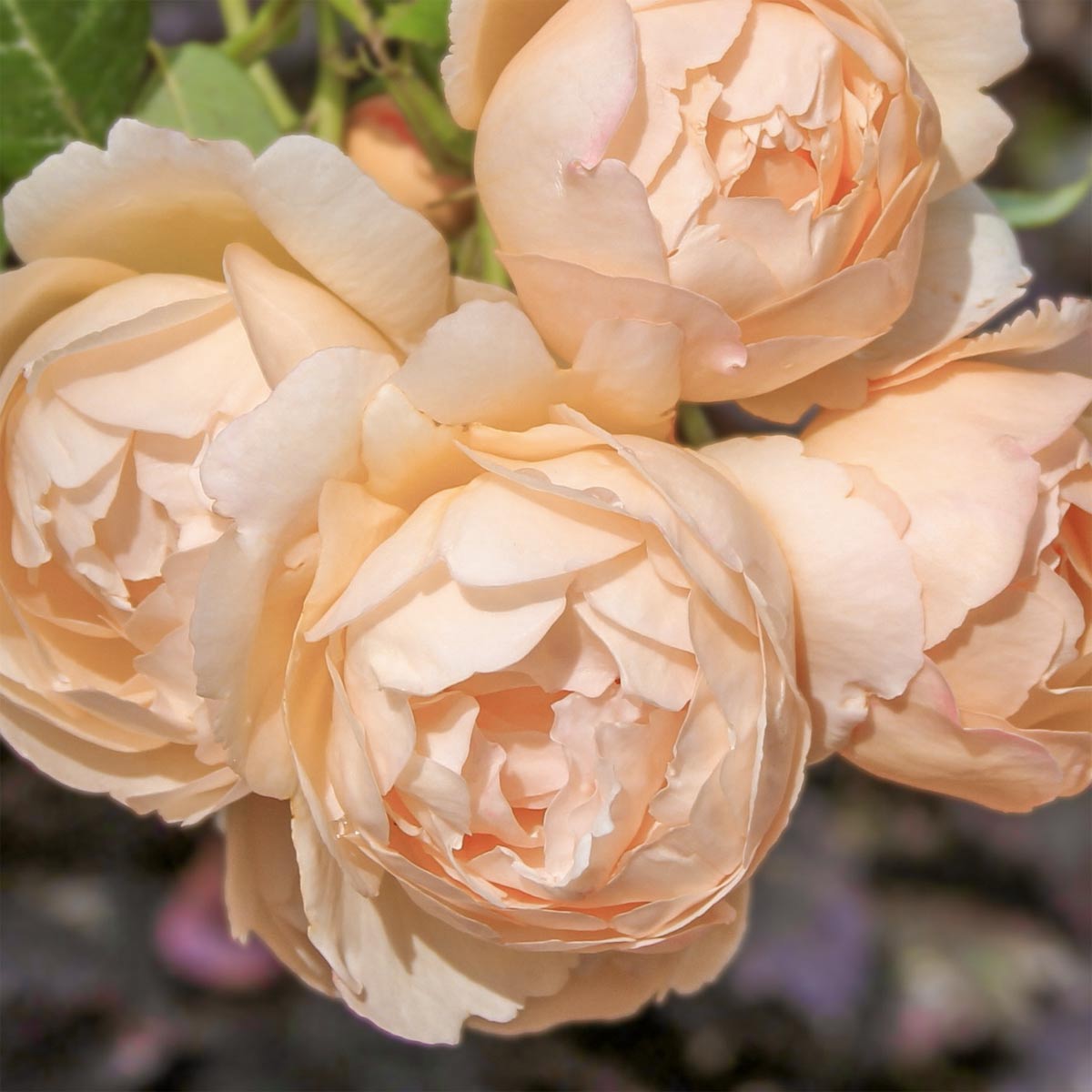 Rosa 'Wollerton Old Hall'