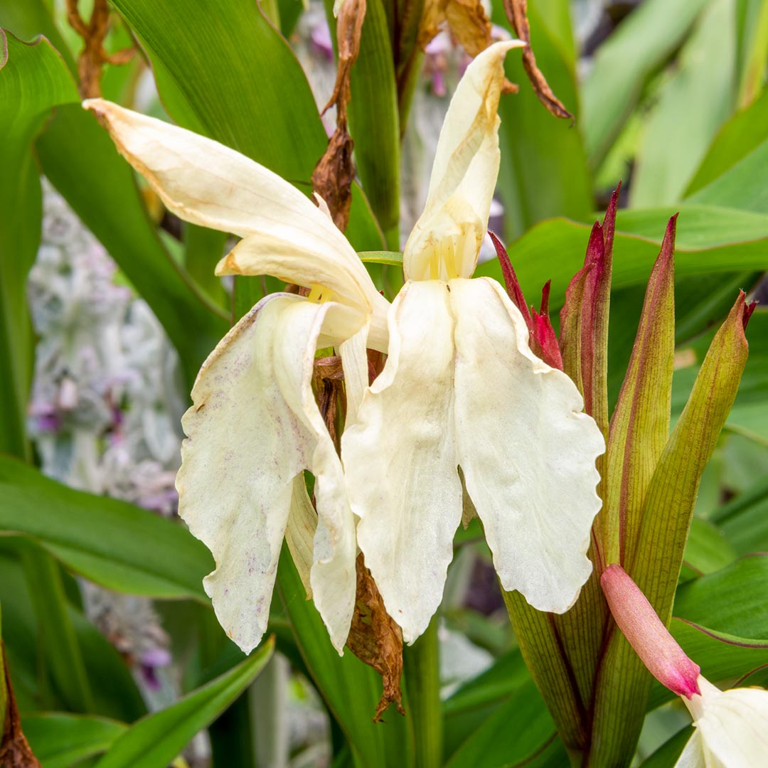 Roscoea beesiana