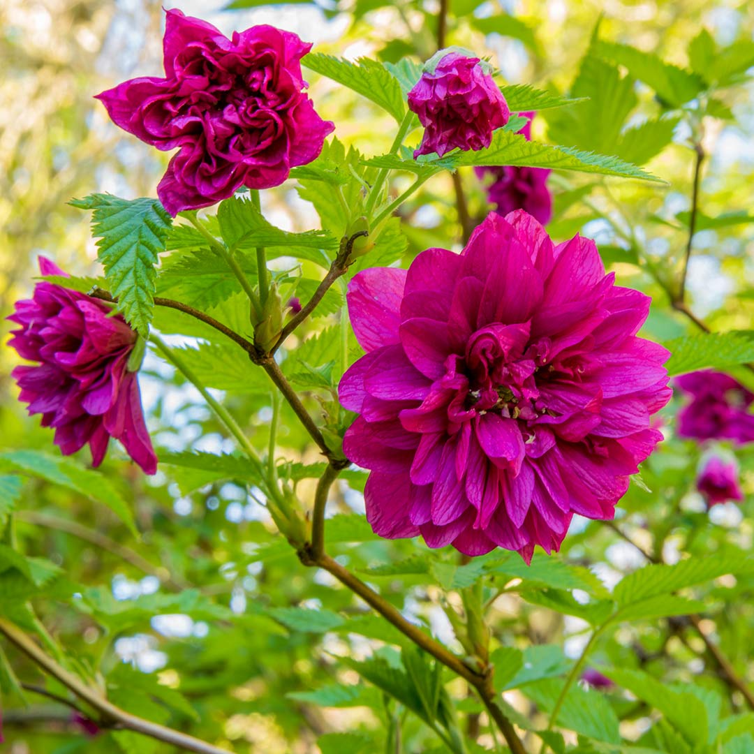 Rubus spectabilis 'Olympic Double' (Salmonberry) at Barnsdale Gardens