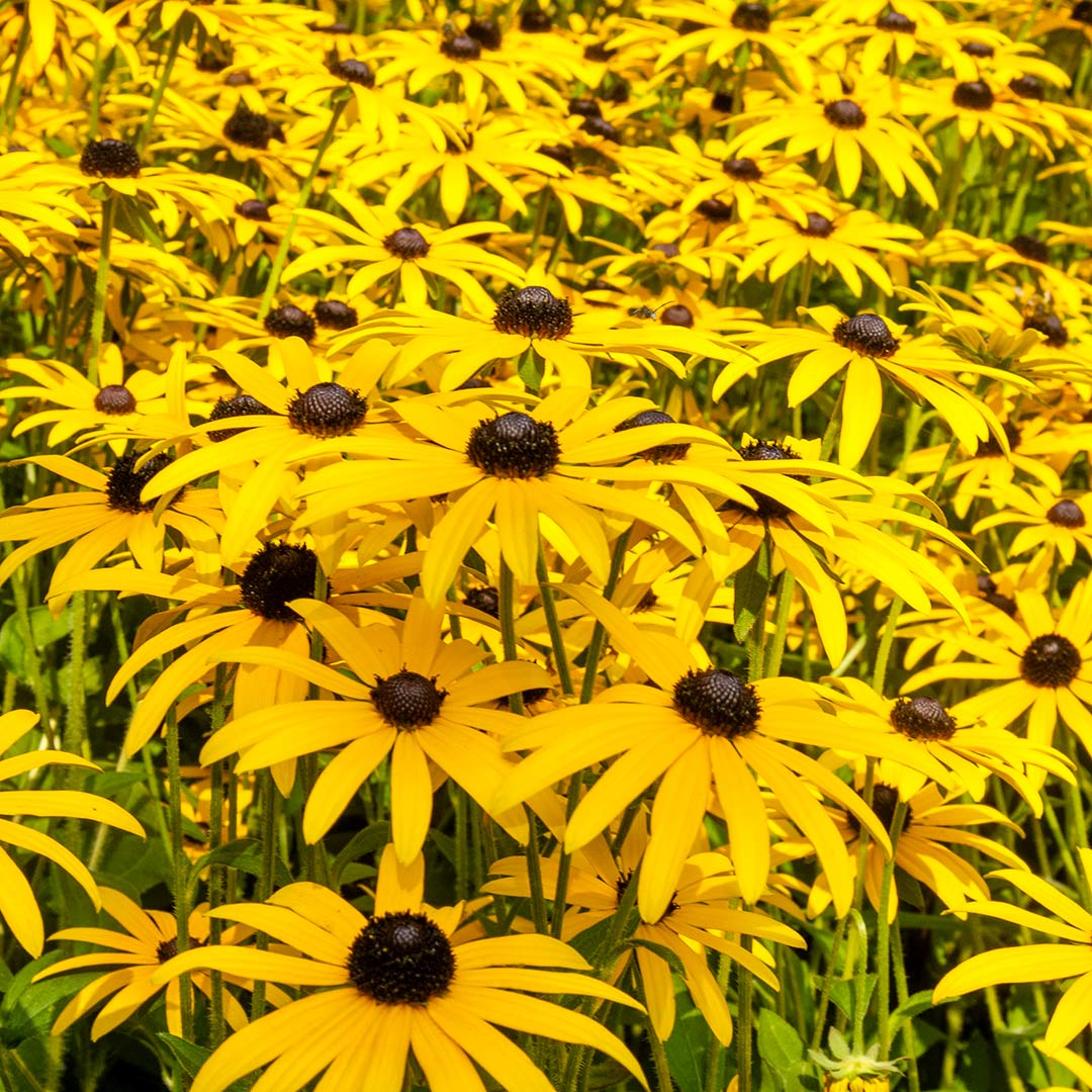 Rudbeckia fulgida var. deamii