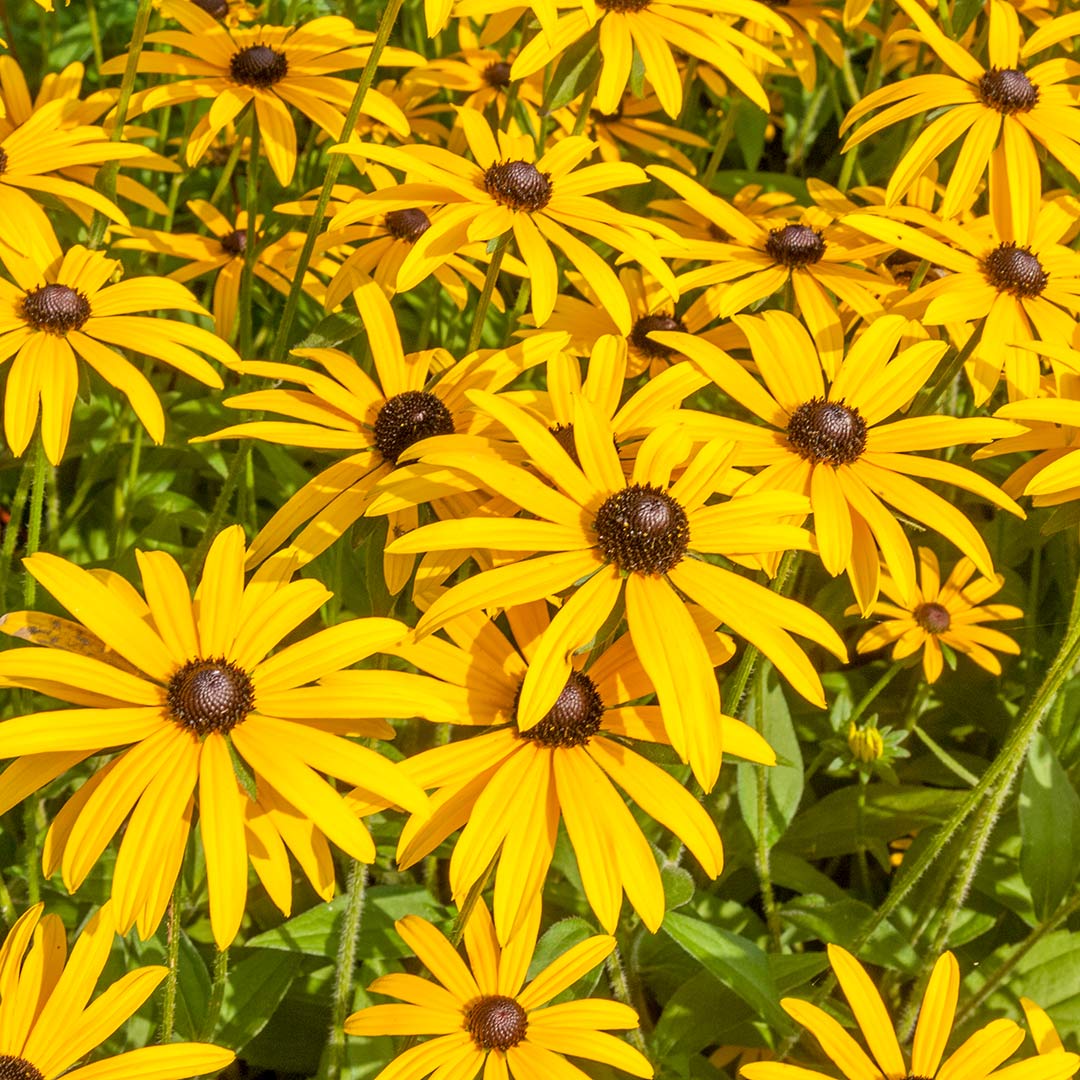 Rudbeckia fulgida deamii