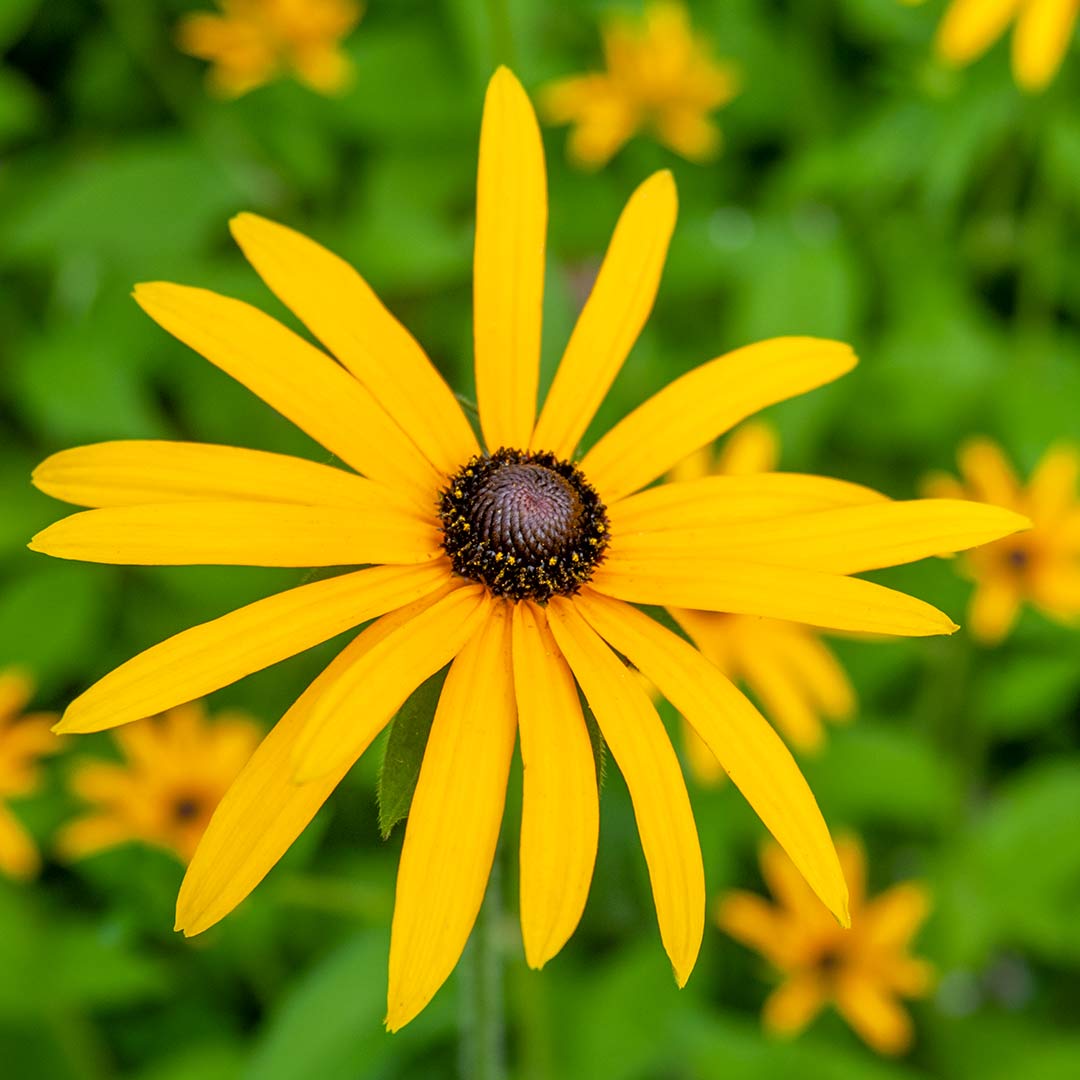 Close up of yellow flower of Rudbeckia fulgida var. deamii