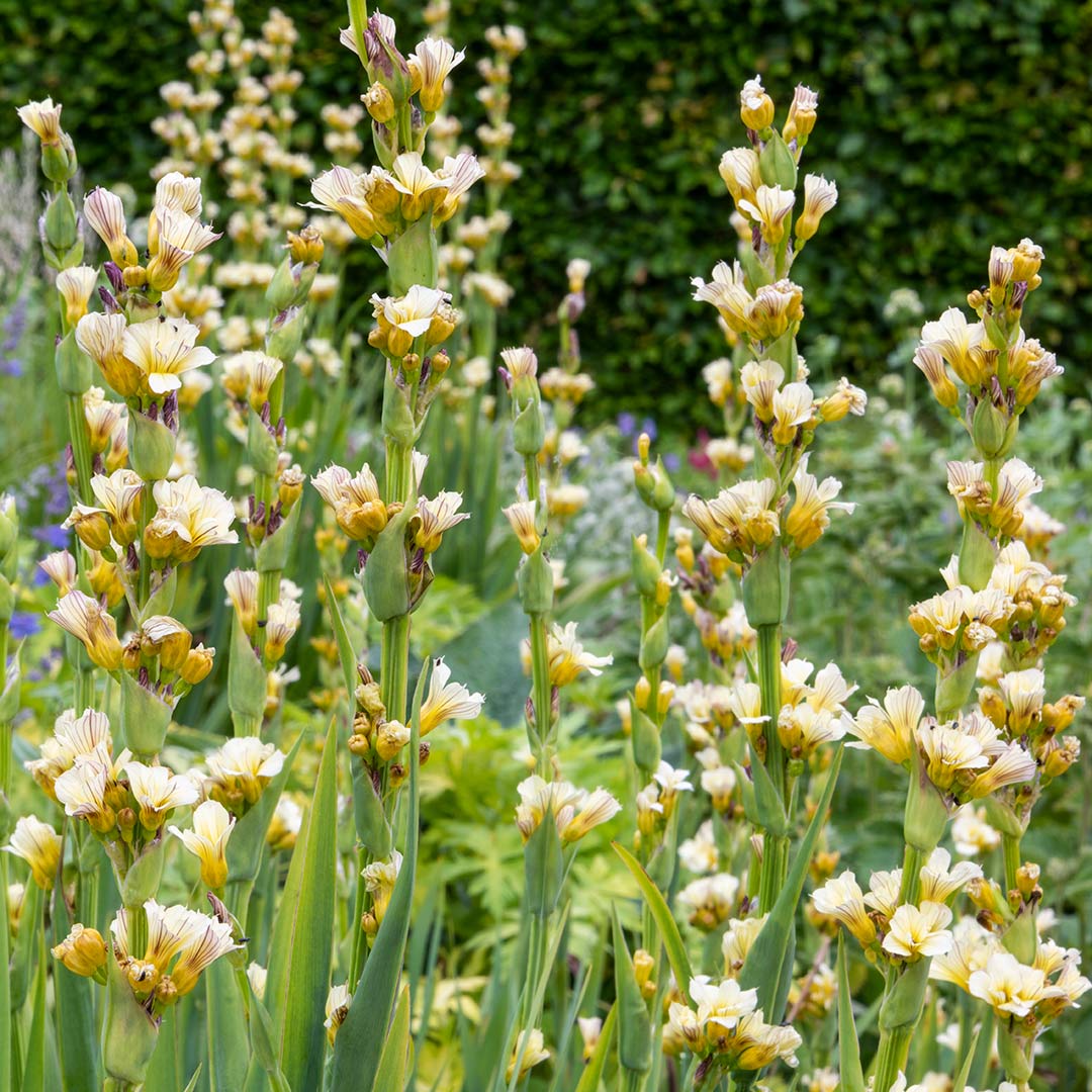 Sisyrinchium striatum in the Mediterranean Garden at Barnsdale Gardens