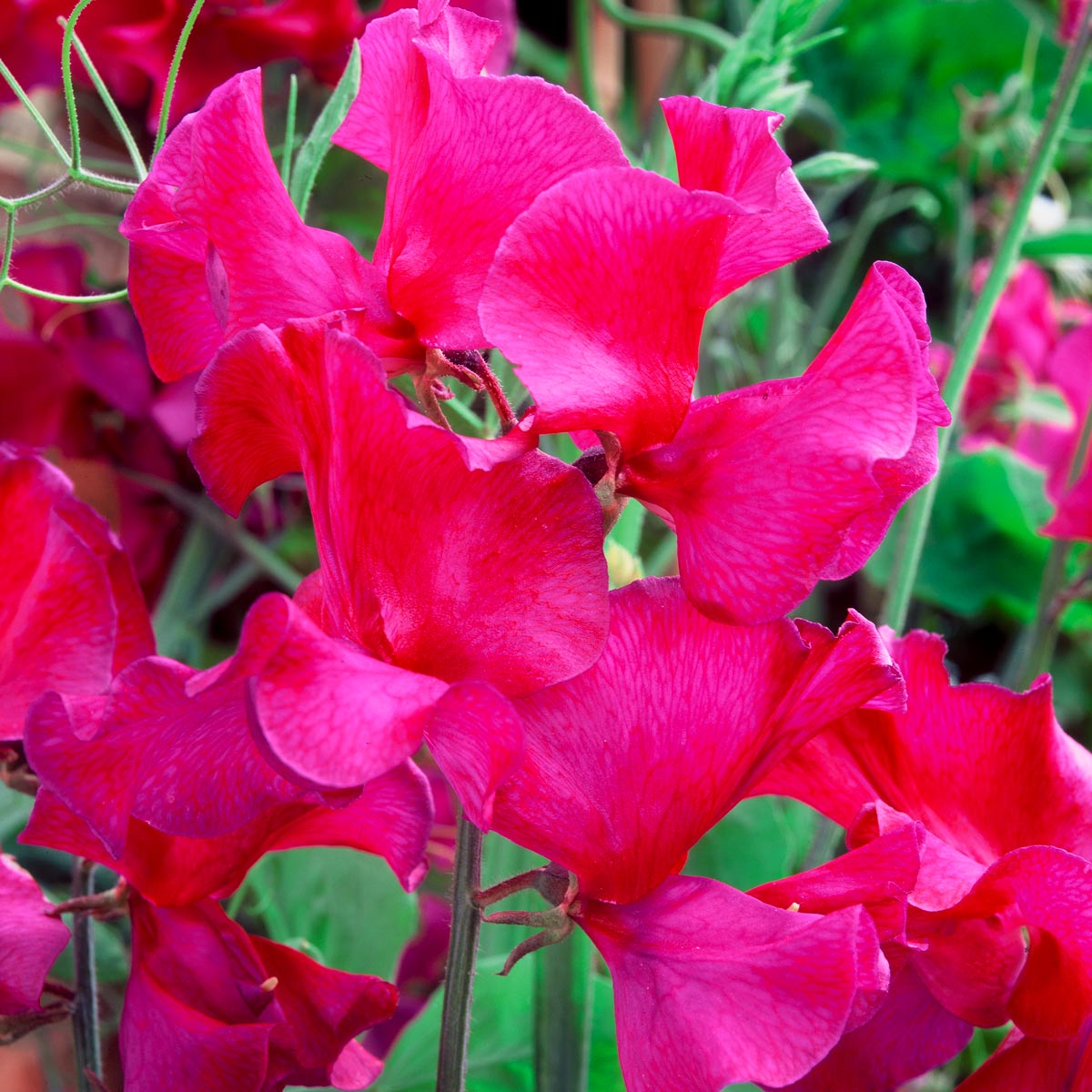 Sweet Pea 'Geoff Hamilton' seeds