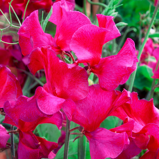 Sweet Pea 'Geoff Hamilton' seeds