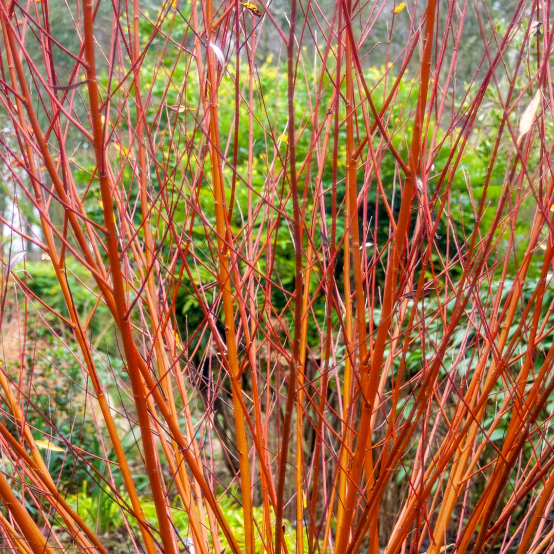 Salix alba vitellina 'Britzensis'