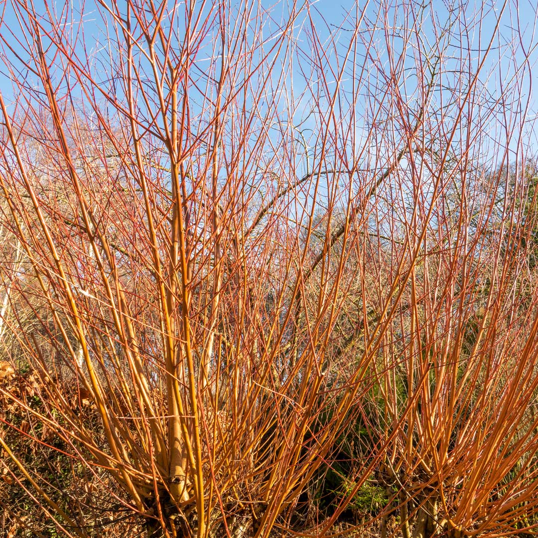 Salix alba var. vitellina 'Britzensis'