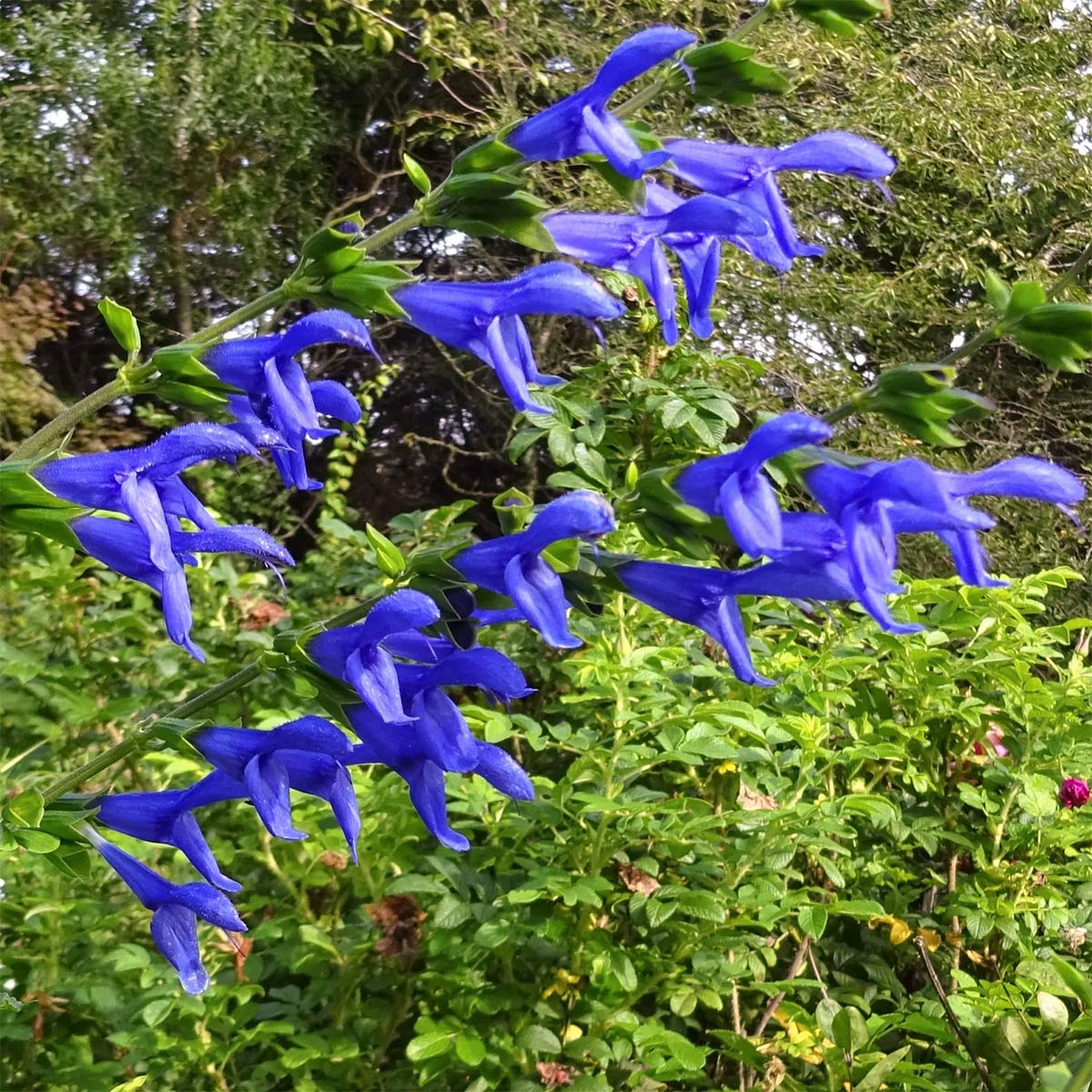 Salvia guaranitica 'Blue Enigma'