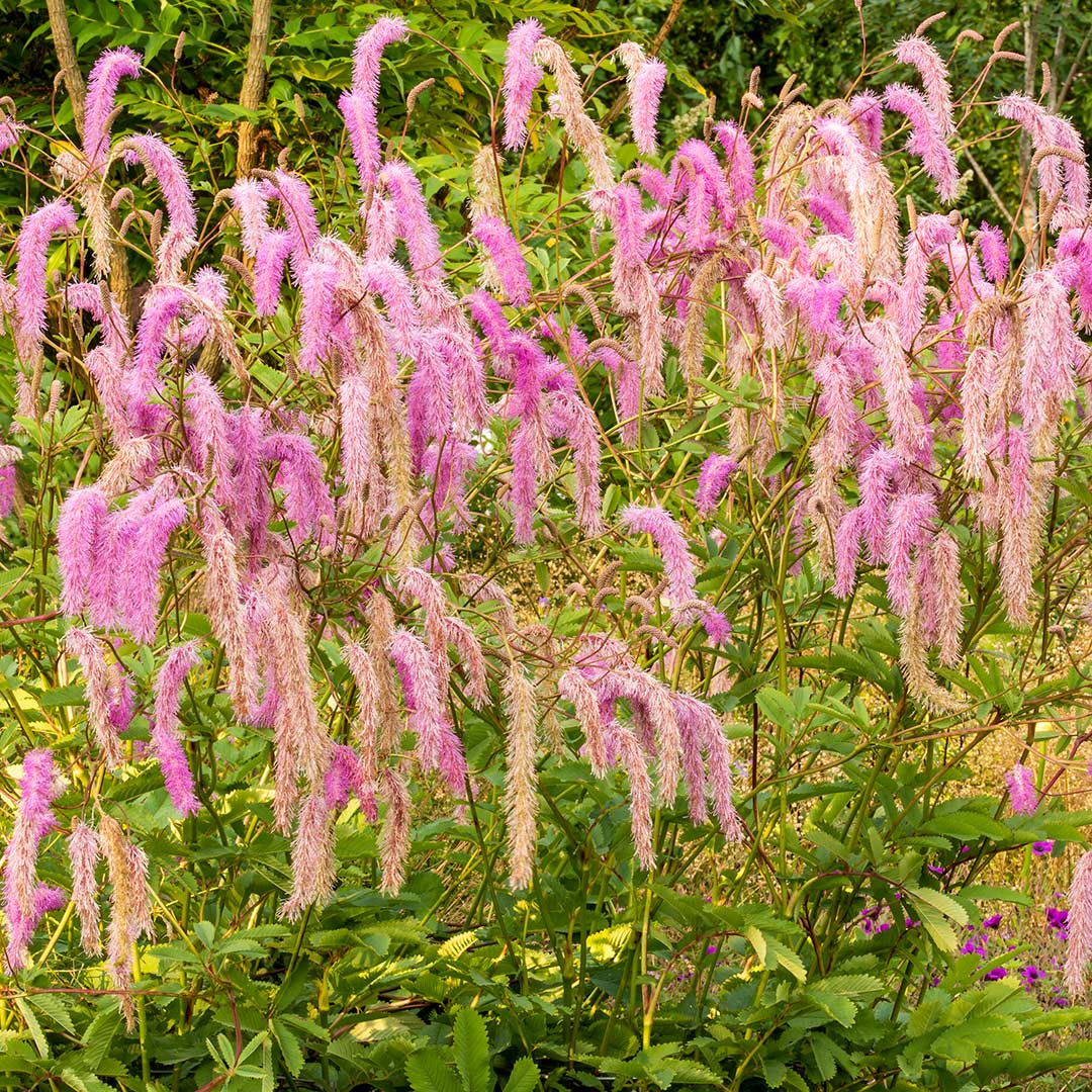 Sanguisorba hakusanensis 'Lilac Squirrel'in the Geoff Hamilton Winter Borders at Barnsdale Gardens