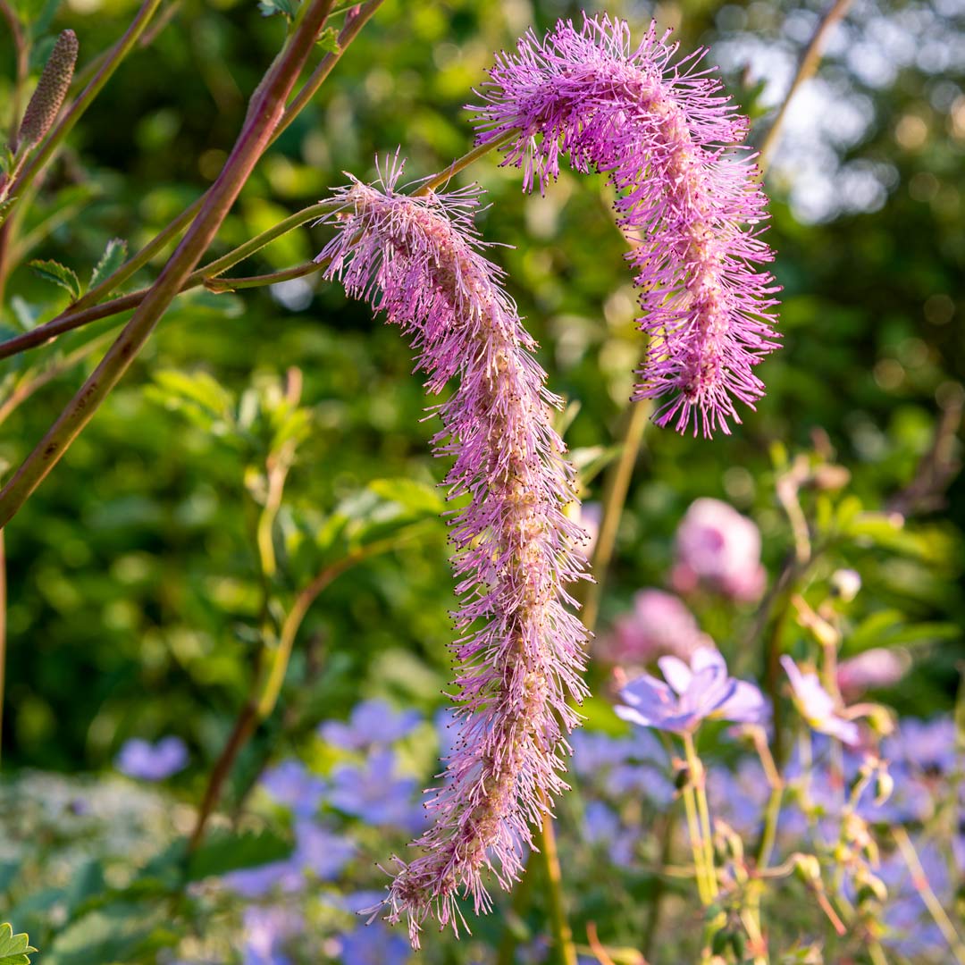 Sanguisorba hakusanensis 'Lilac Squirrel'; Korean burnet 'Lilac Squirrel' at Barnsdale Gardens