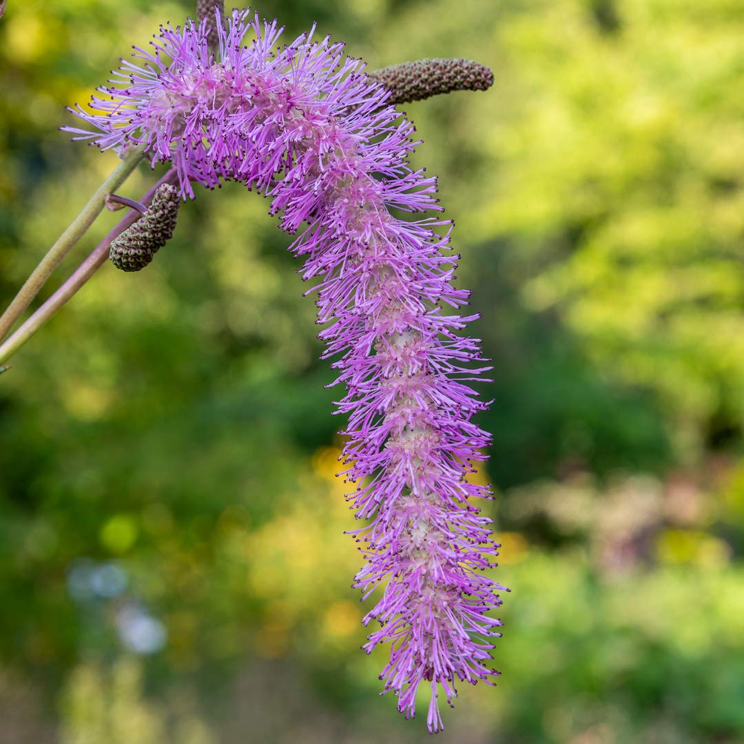 Sanguisorba hakusanensis 'Lilac Squirrel' at Barnsdale Gardens