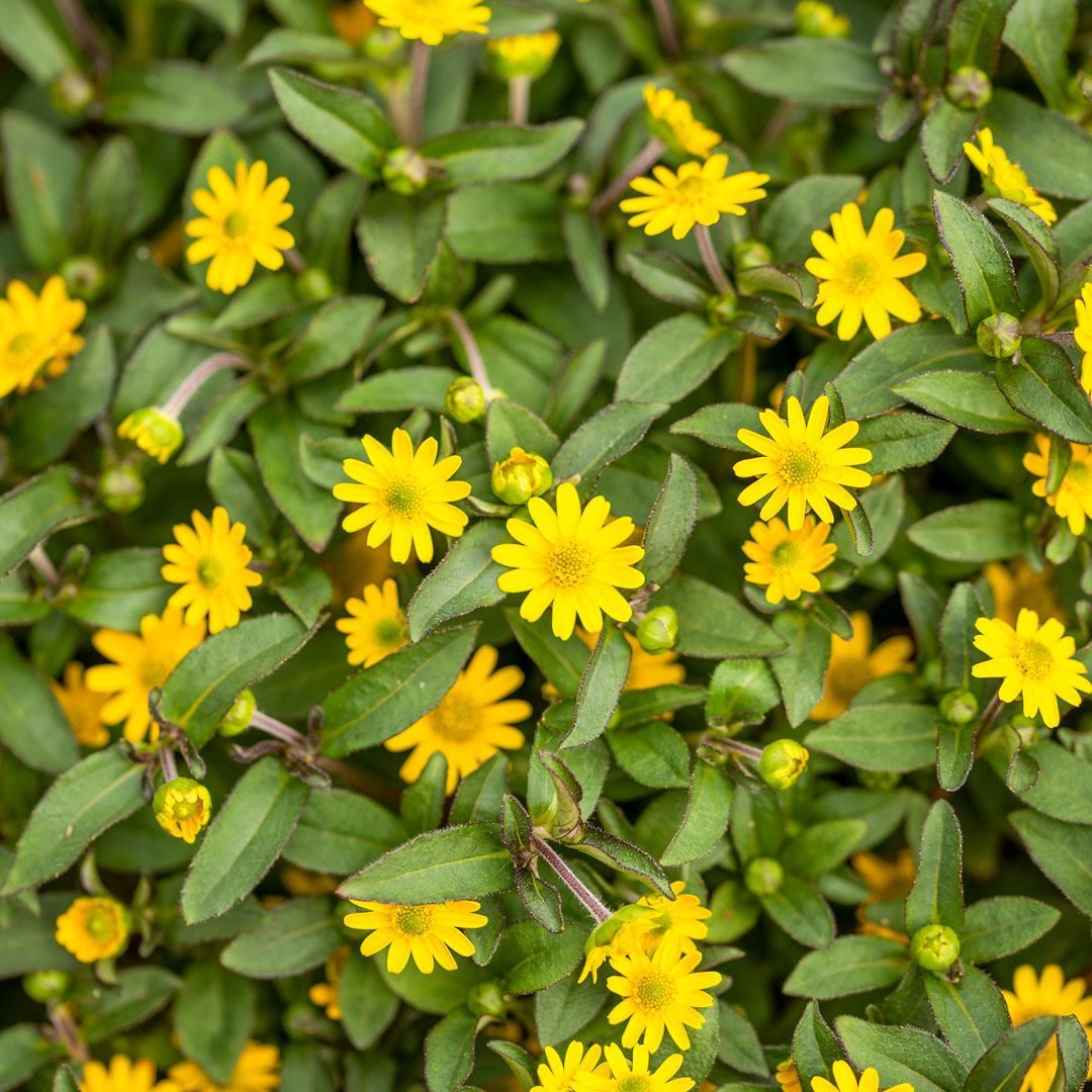 Sanvitalia speciosa Starbini
