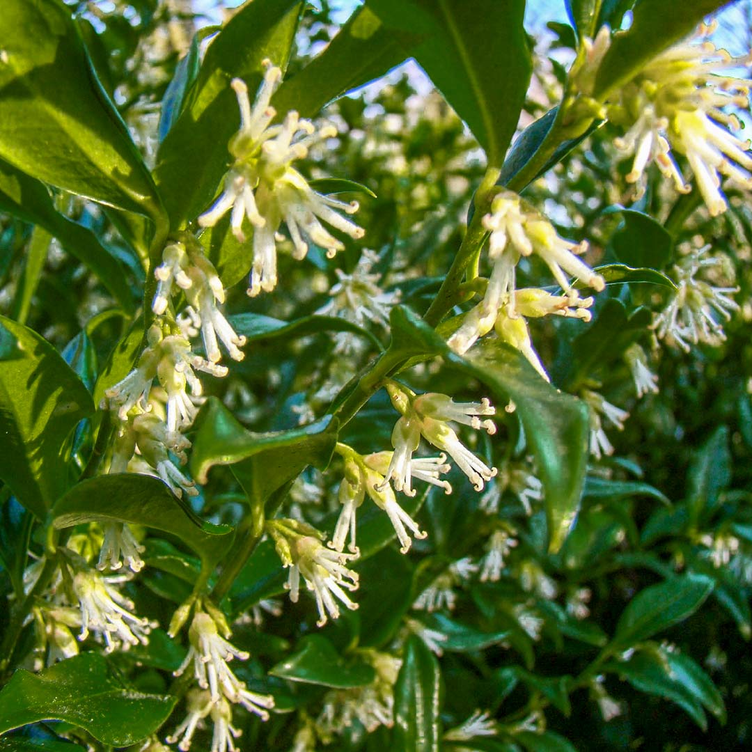 Sarcococca confusa