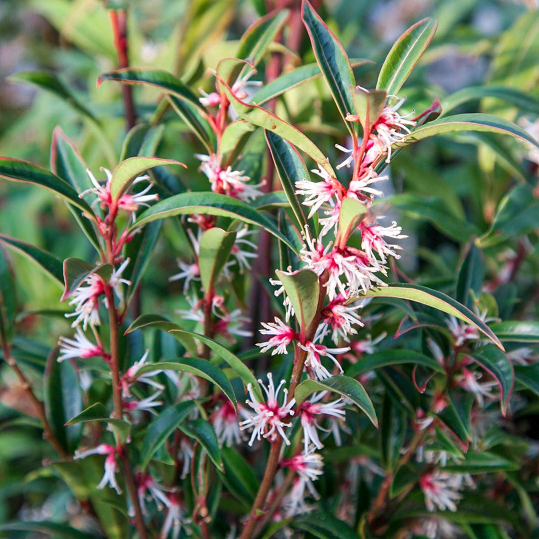 Sarcococca orientalis