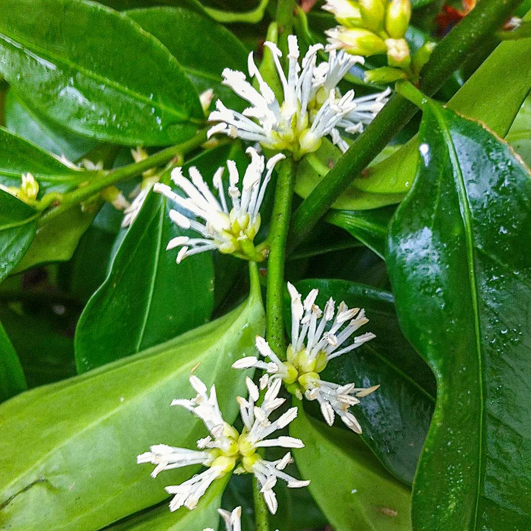 Sarcococca ruscifolia