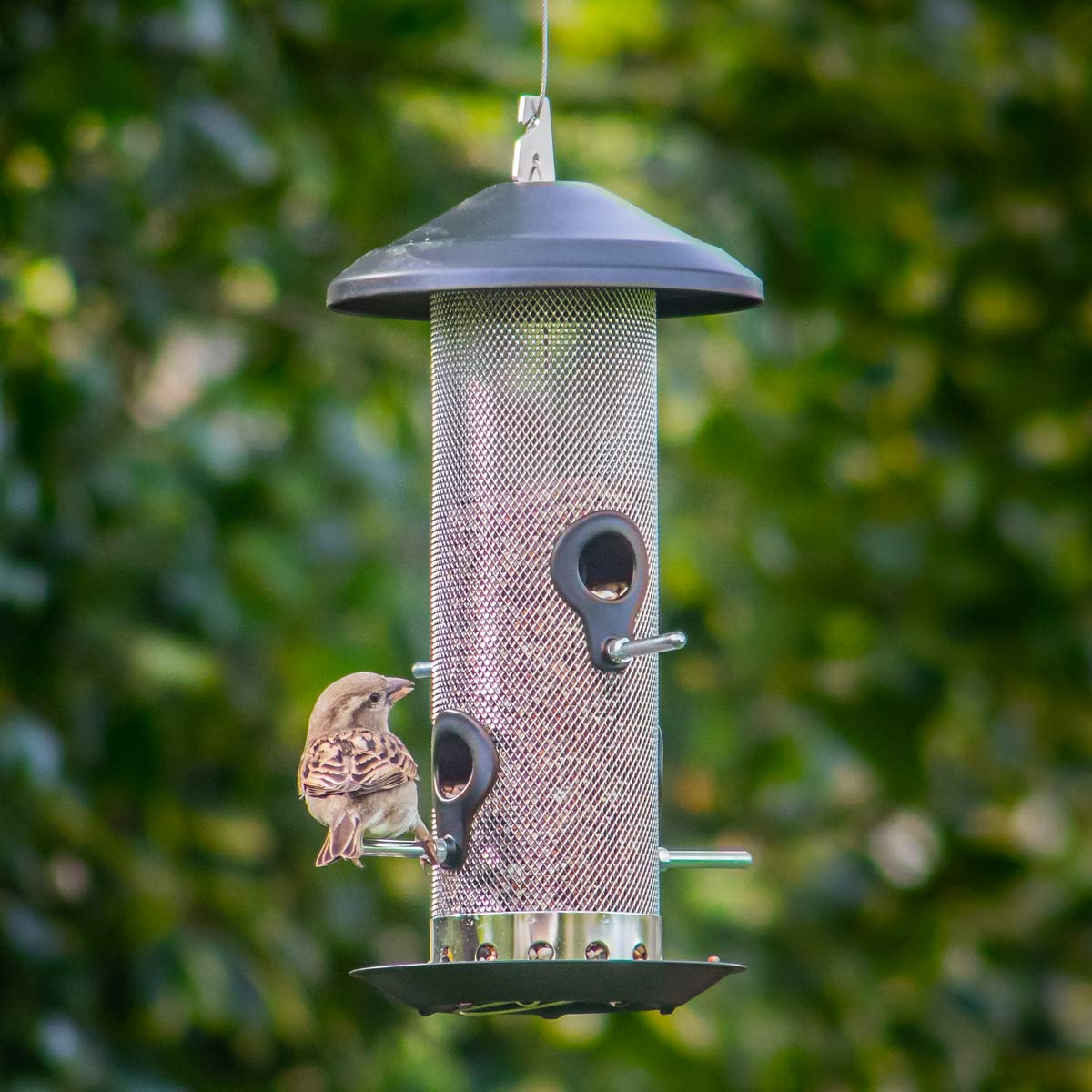 Seed Bird Feeder, with bird eating seed from the feeder.