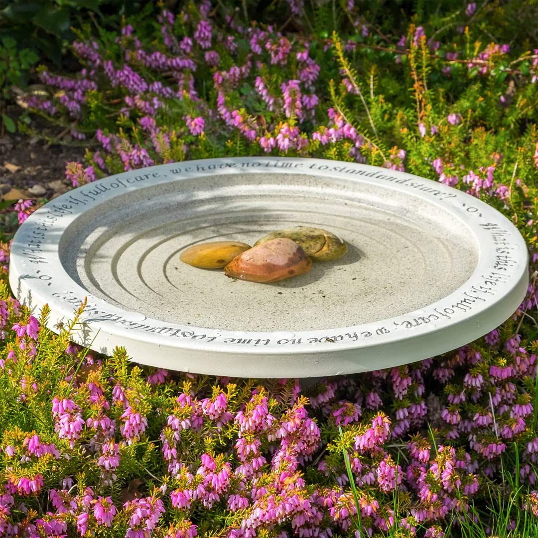 Shenstone Theatre Bird Bath and Drinker, amongst Ericas in flower.
