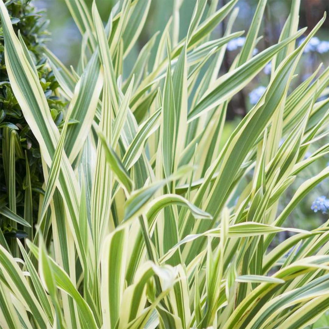 Sisyrinchium striatum 'Aunt May'