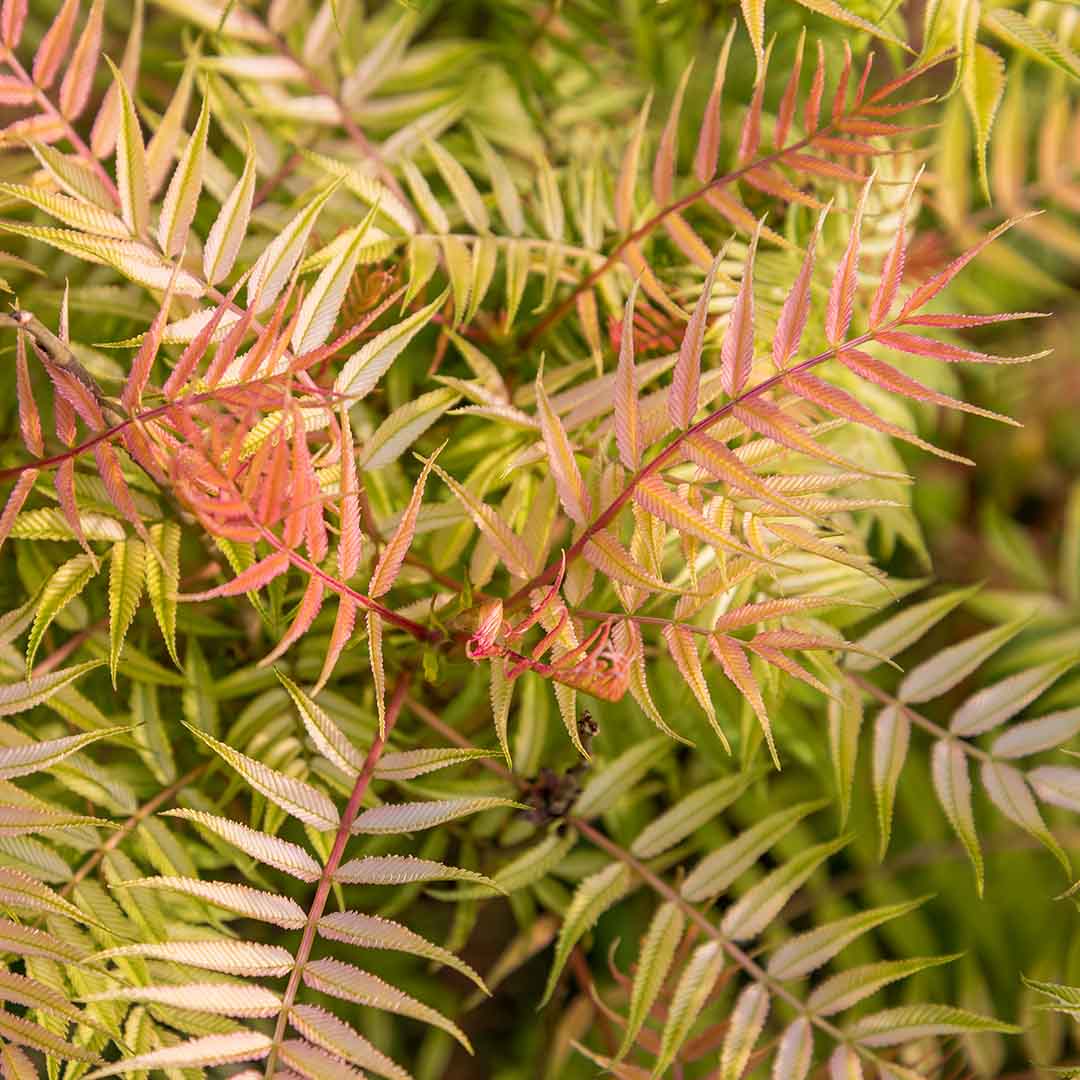 Sorbaria sorbifolia 'Sem'
