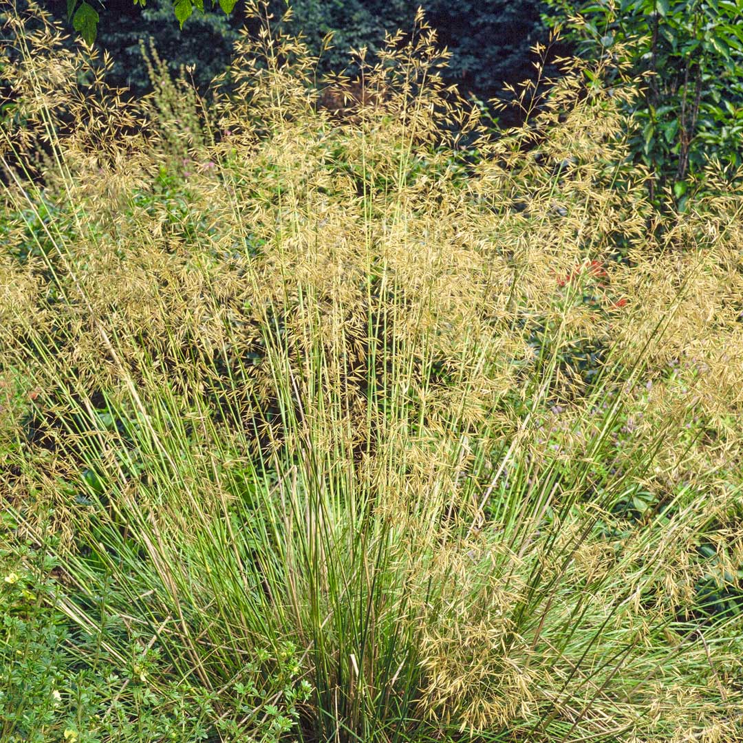 Stipa gigantea