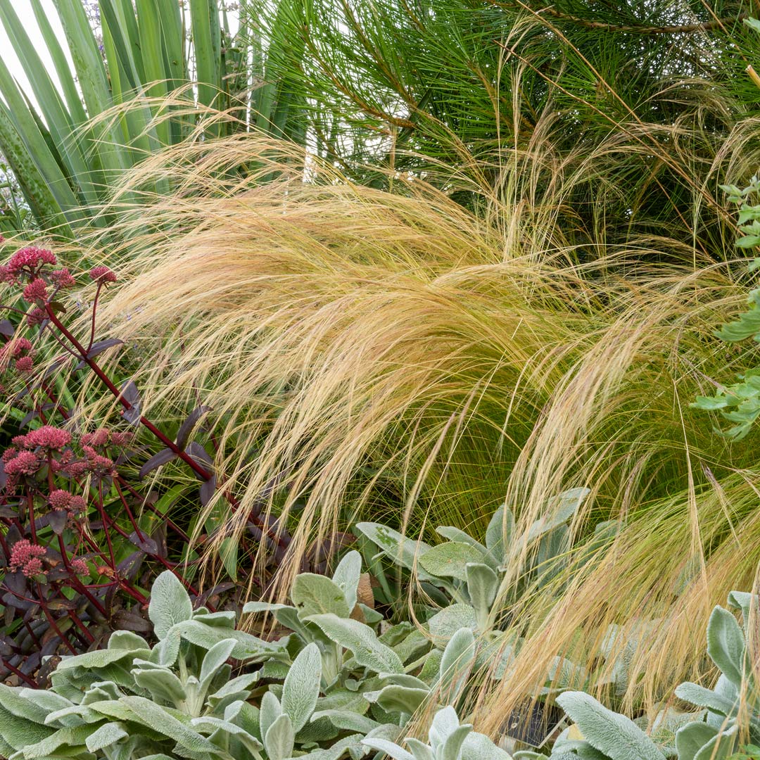 Stipa tenuissima in Mediterranean Garden border at Barnsdale Gardens