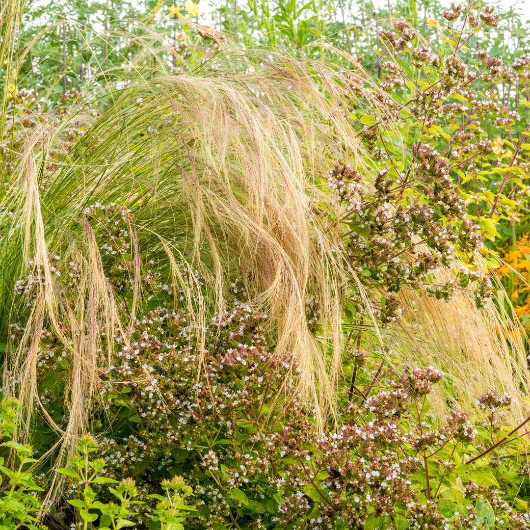 Stipa tenuissima in Mediterranean Garden border at Barnsdale Gardens