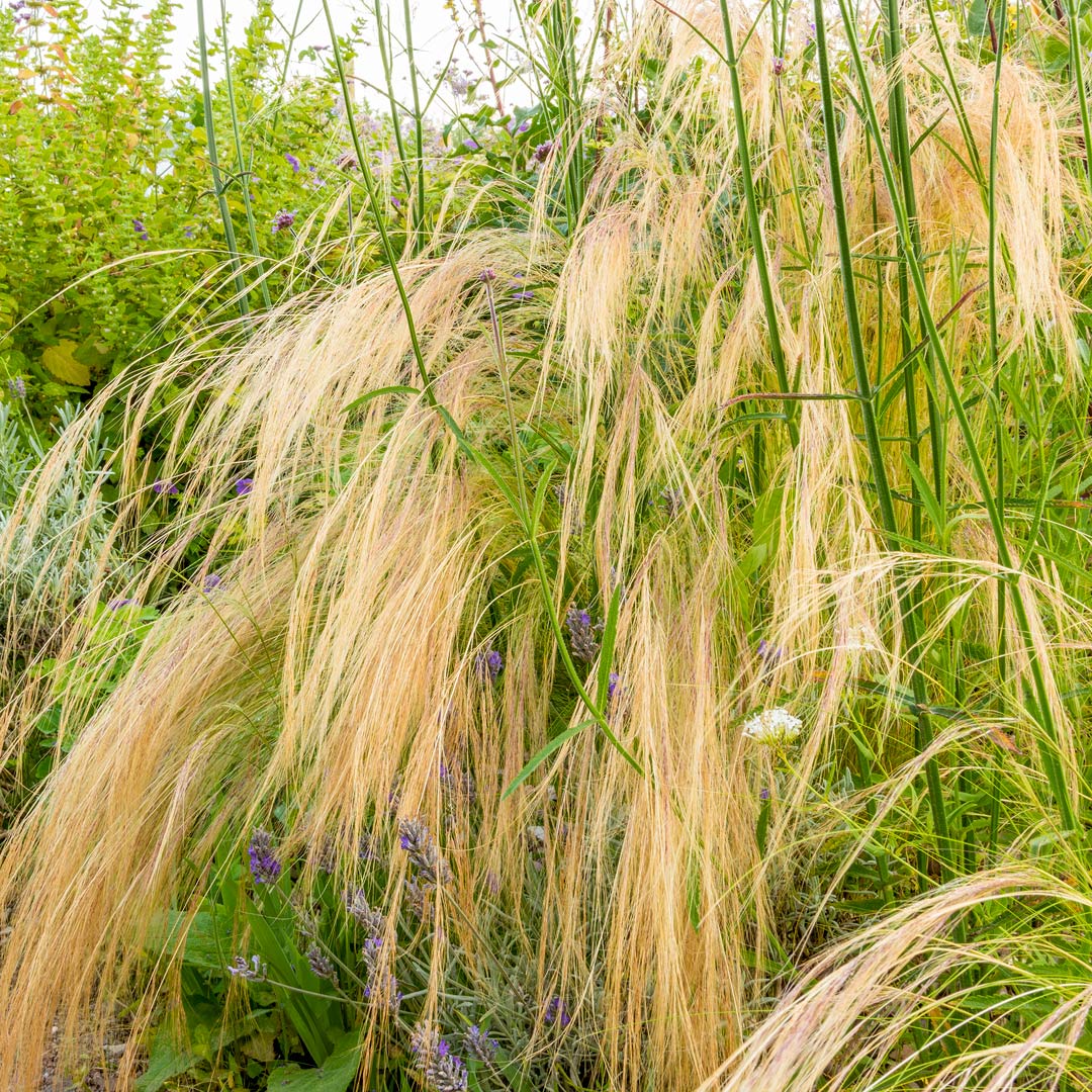 Stipa tenuissima in Mediterranean Garden border at Barnsdale Gardens