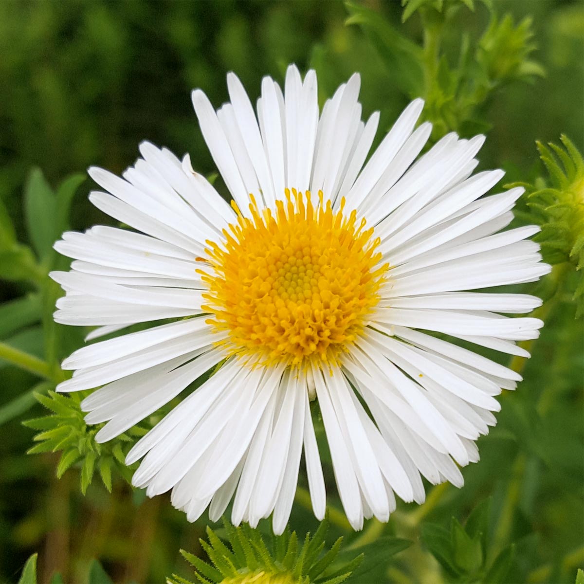 Symphyotrichum novae-angliae 'Herbstschnee' (Aster)