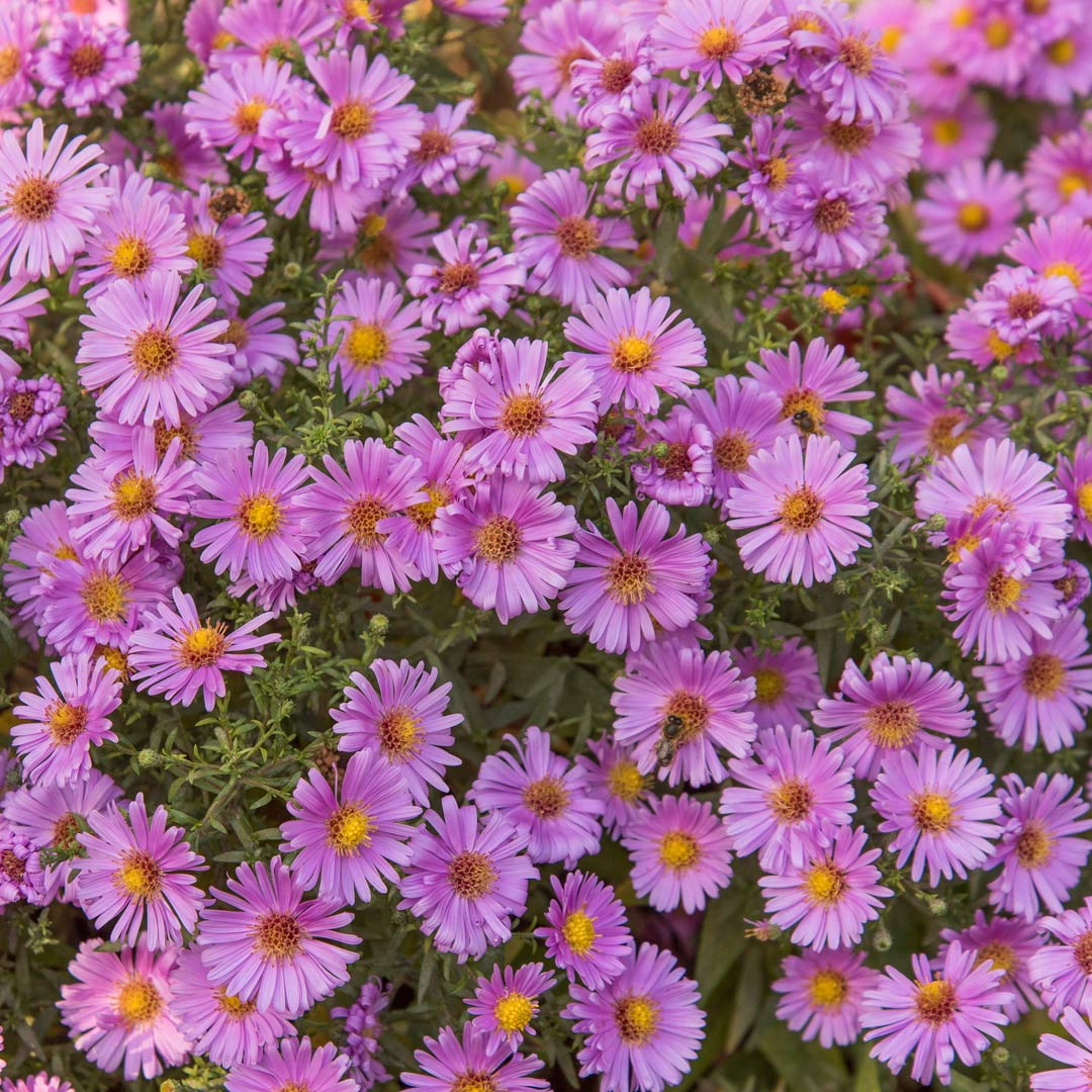 Symphyotrichum novi-belgii 'Little Pink Beauty' (Aster novi-belgii ‘Little Pink Beauty’; Michaelmas daisy 'Little Pink Beauty')