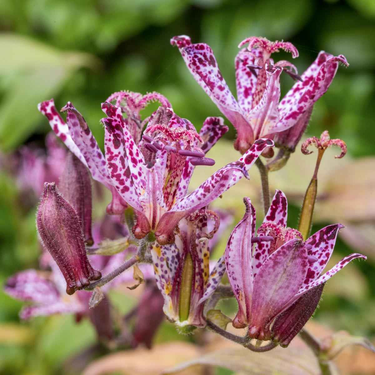 Tricyrtis hirta 'Taiwan Atrianne' (Toad Lily)