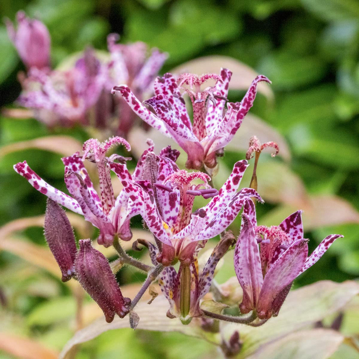 Tricyrtis hirta 'Taiwan Atrianne' (Toad Lily) at Barnsdale Gardens