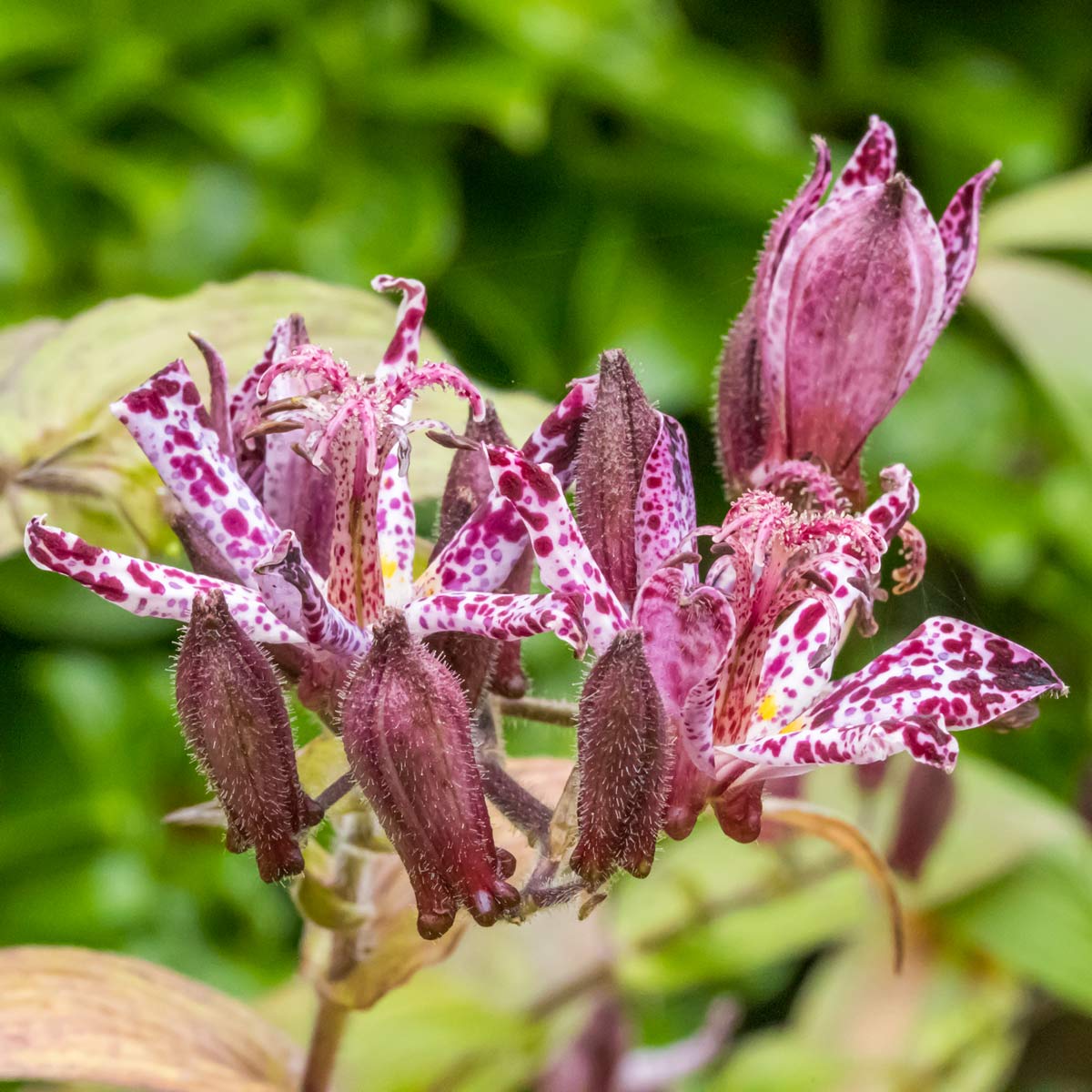 Tricyrtis hirta 'Taiwan Atrianne' (Toad Lily) in the Country {aradise Garden at Barnsdale Gardens