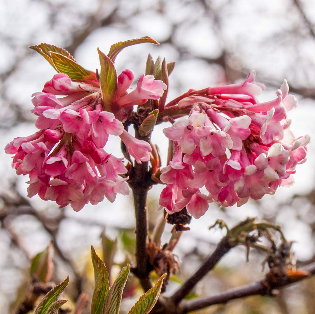 Viburnum × bodnantense 'Dawn'