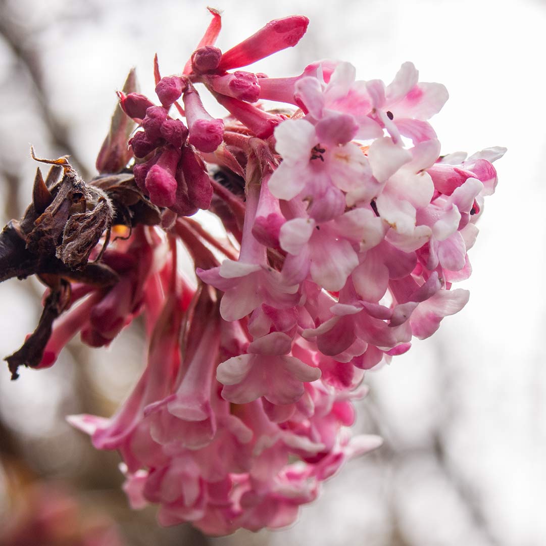 Viburnum × bodnantense 'Dawn'