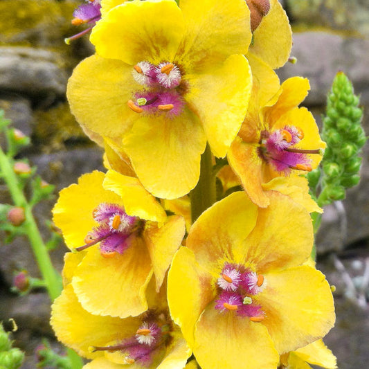 Verbascum 'Cotswold Queen' (Cotswold Group)