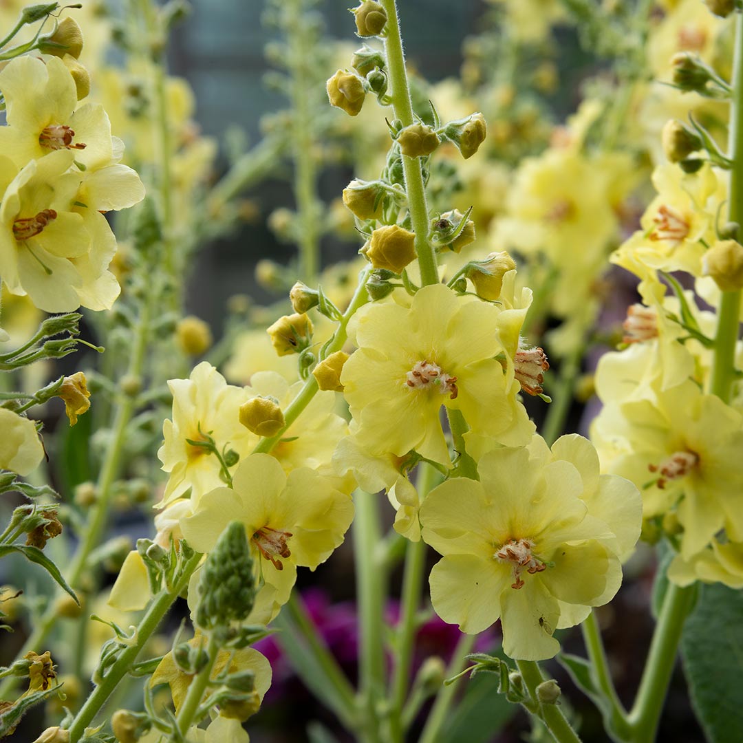 Verbascum chaixii 'Gainsborough'