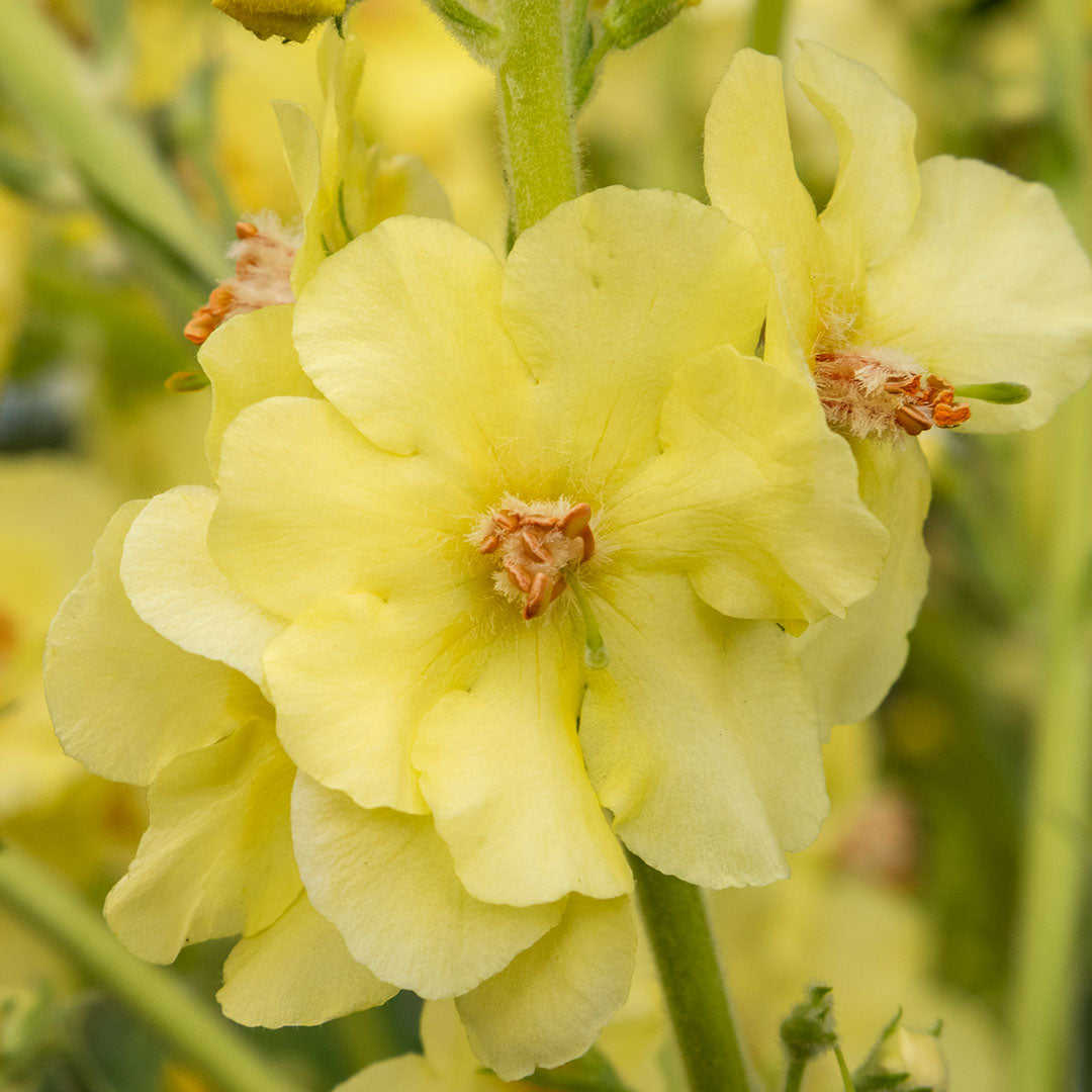 Verbascum chaixii Gainsborough close up