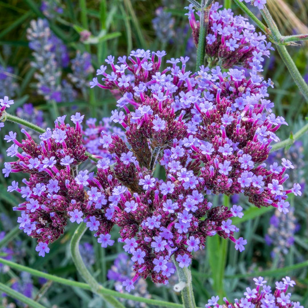 Verbena bonariensis 'Lollipop' close up