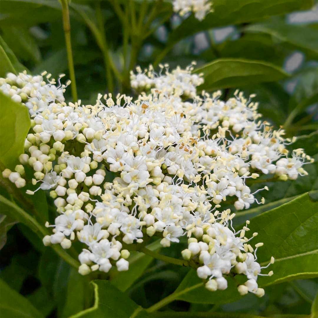 Viburnum nudum 'Pink Beauty'