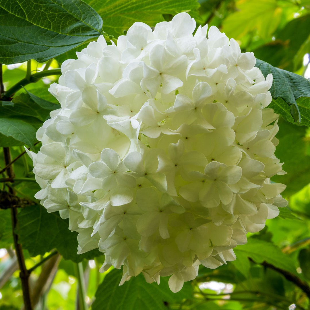 Viburnum opulus 'Roseum'. Close up of white 'snowball' flower.