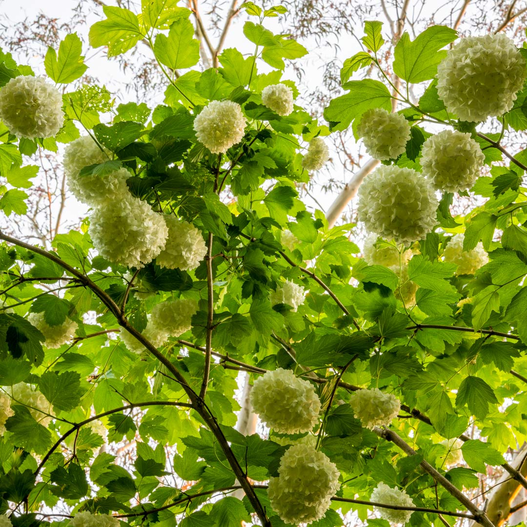 Viburnum opulus 'Roseum' in the Woodland Garden at Barnsdale Gardens.
