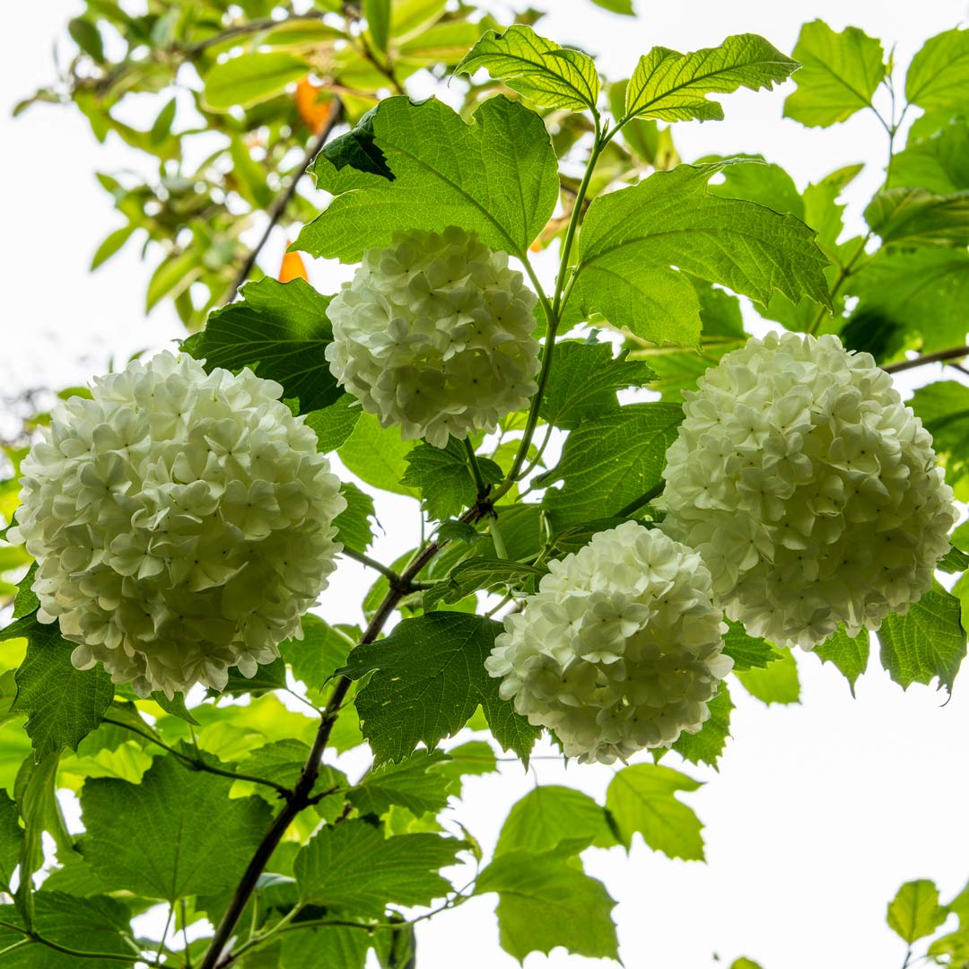 Viburnum opulus 'Roseum'