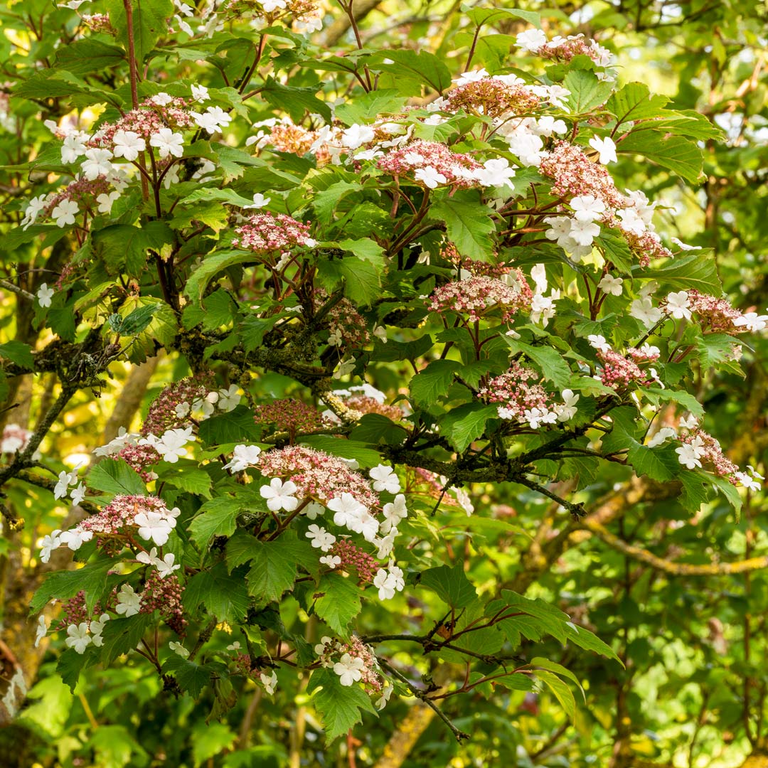 Viburnum sargentii 'Onondaga'