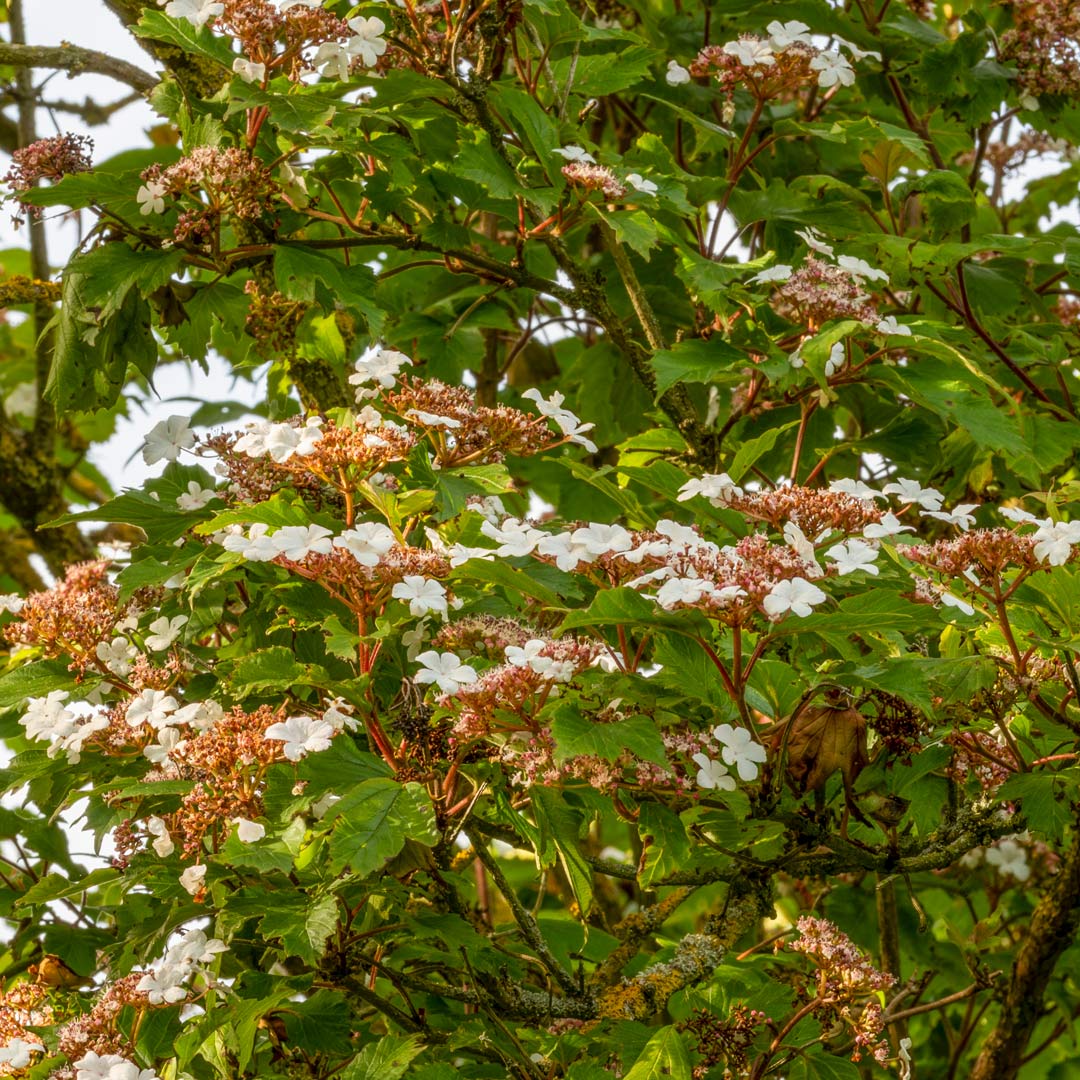 Viburnum sargentii 'Onondaga'