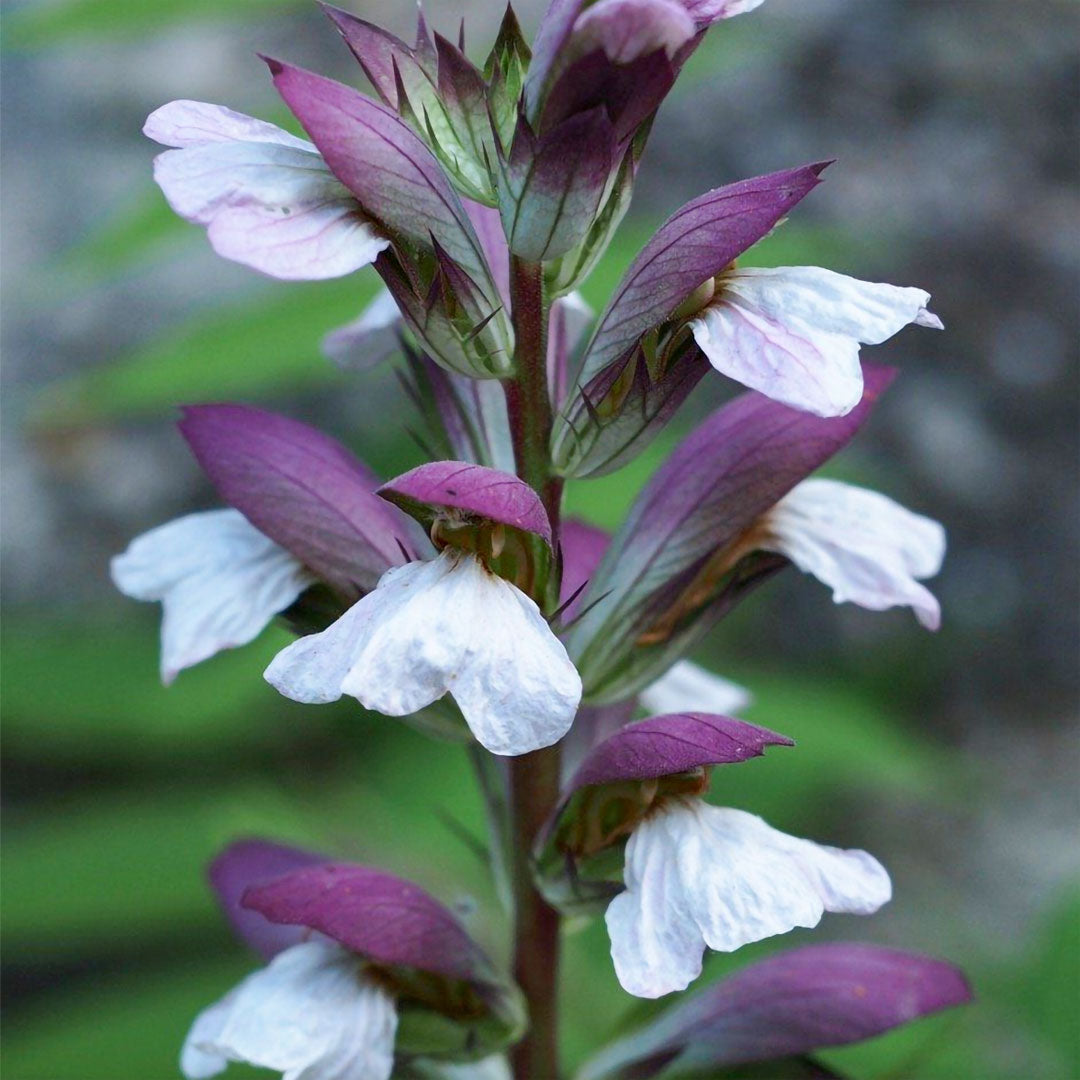Acanthus mollis