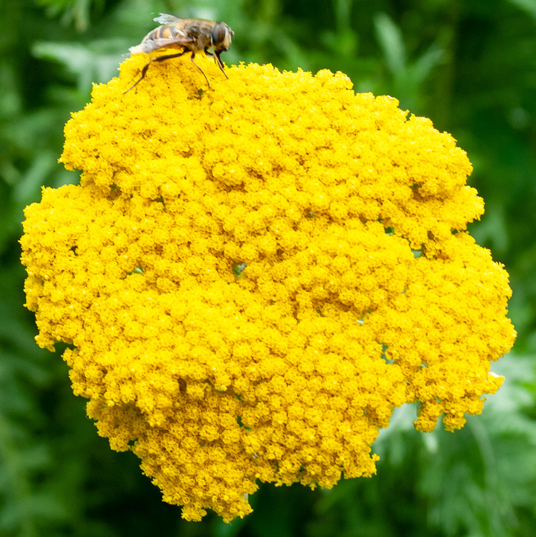 Achillea filipendula 'Cloth of Gold' detail