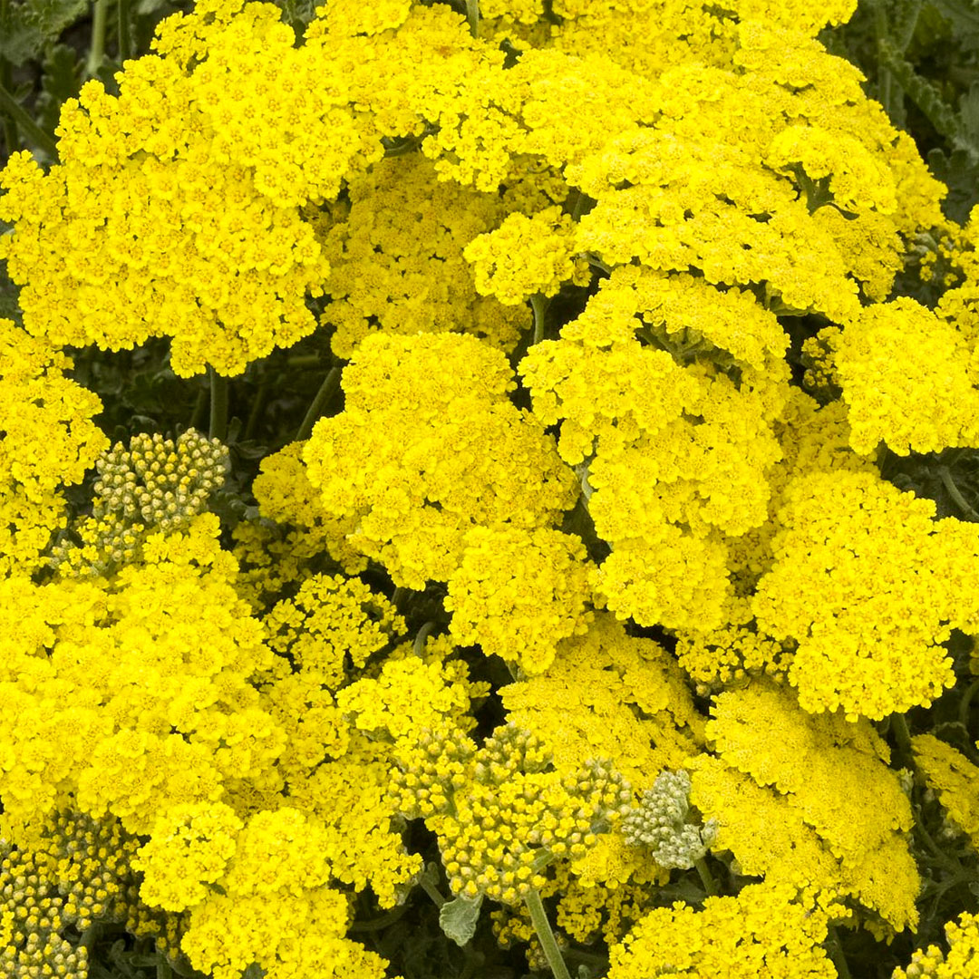 Achillea 'Little Moonshine'